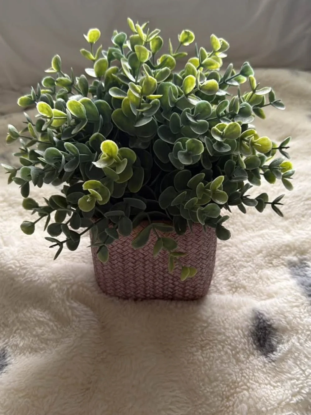 Decorative plant